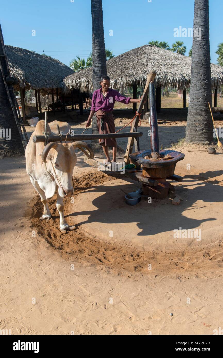 A farmer is using an ox to grind peanuts to extract the peanut oil in Bagan, Myanmar. Stock Photo