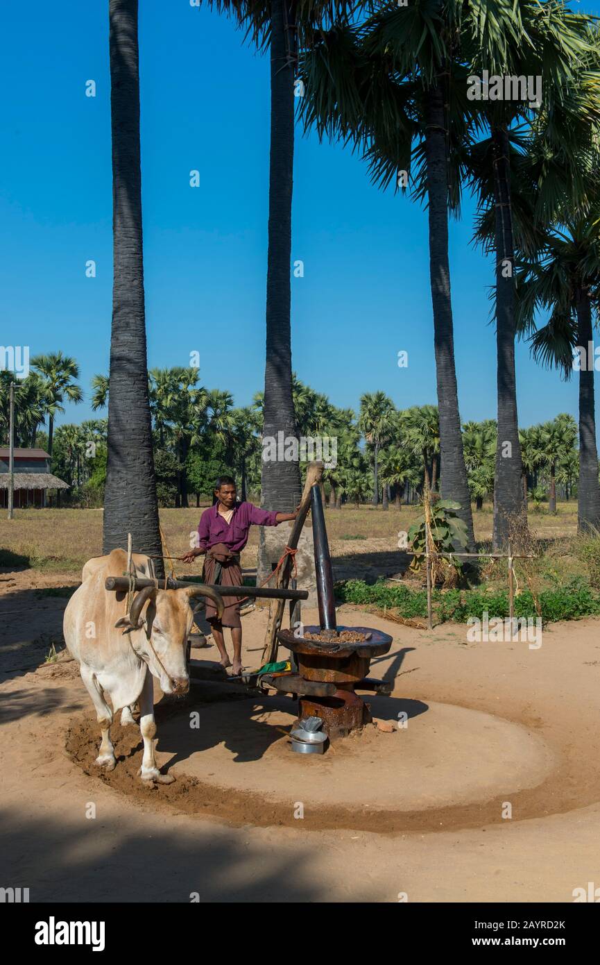 A farmer is using an ox to grind peanuts to extract the peanut oil in Bagan, Myanmar. Stock Photo