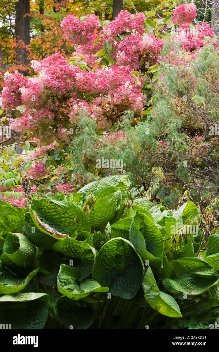 Bergenia cordifolia - 'Elephant's ears' plants and pink Hydrangea paniculata 'Ruby' flowers in backyard garden in autumn. Stock Photo