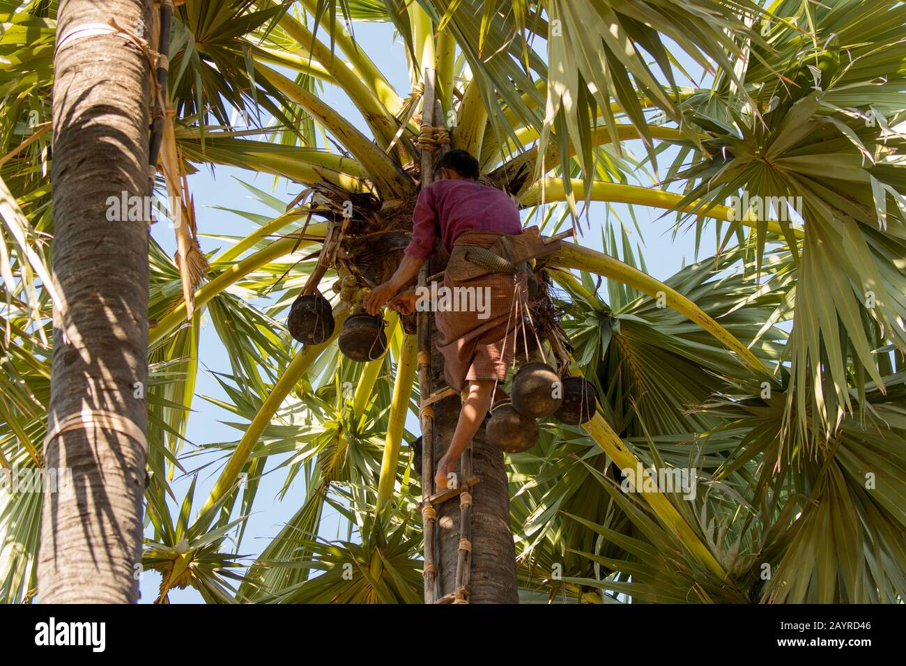 A farmer is cutting the nuts of a palm tree to collect the sap to make ...