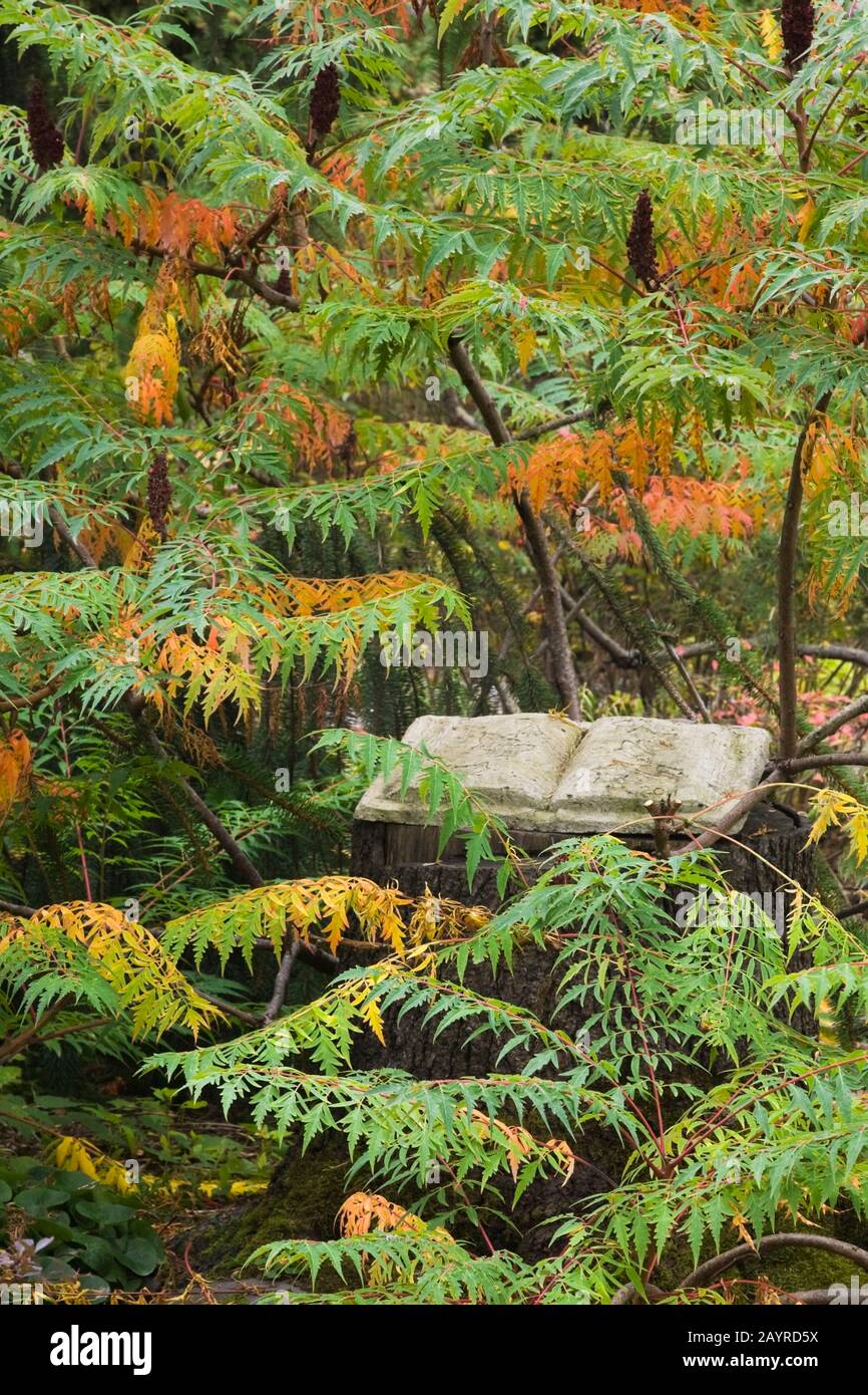 Rhus glabra 'Laciniata' - Sumac tree and an opened cement reading book sculpture in backyard garden in autumn. Stock Photo