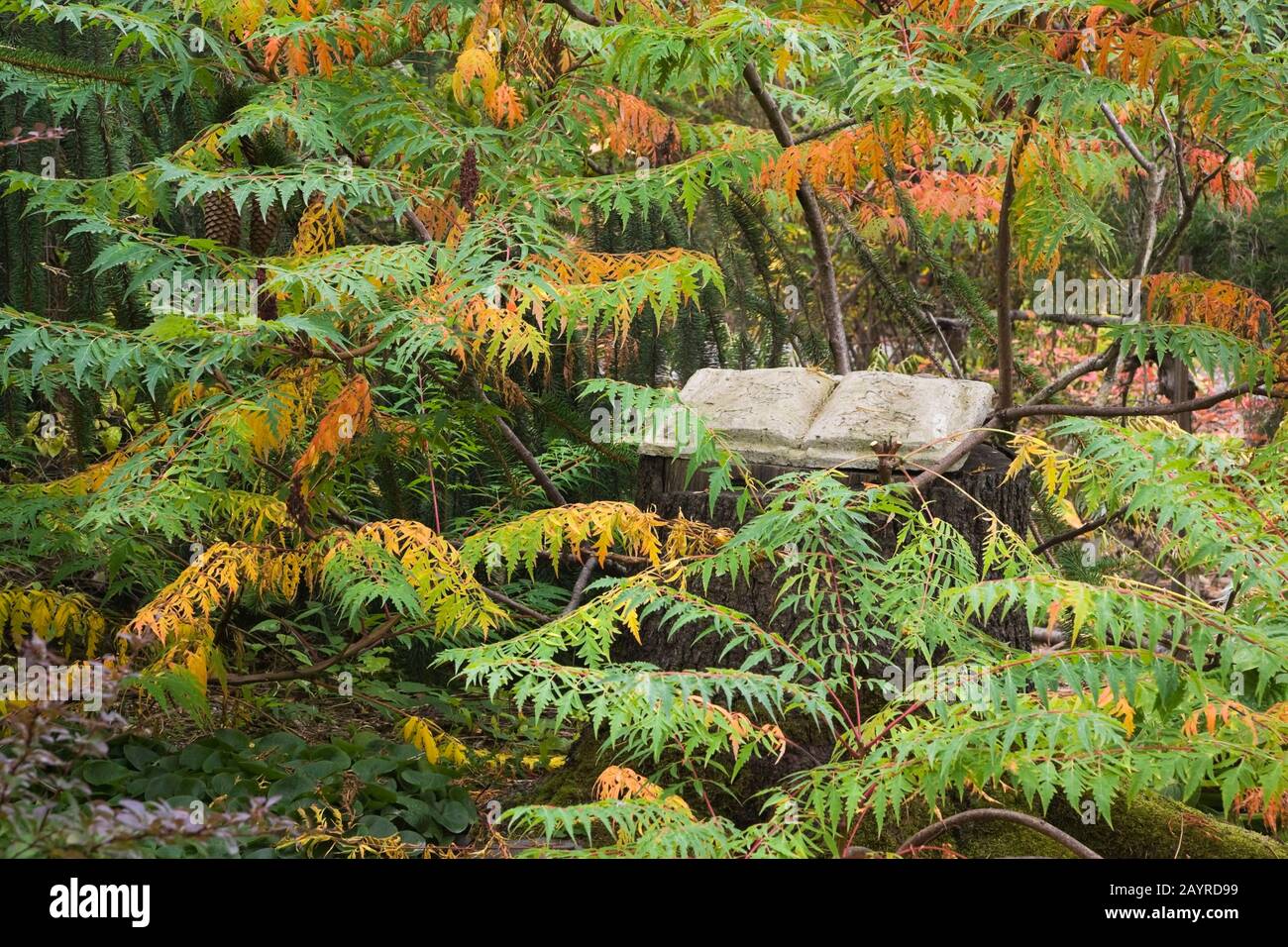 Rhus glabra 'Laciniata' - Sumac tree and an opened cement reading book sculpture in backyard garden in autumn. Stock Photo