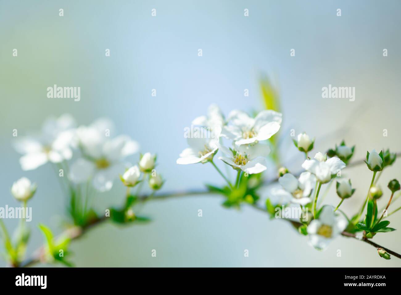 Cerasus besseyi L.H.Bailey Lunell white small flowers on branches. Dwarf cherry blossoms in spring. The background for spring screensaver. Spring time Stock Photo