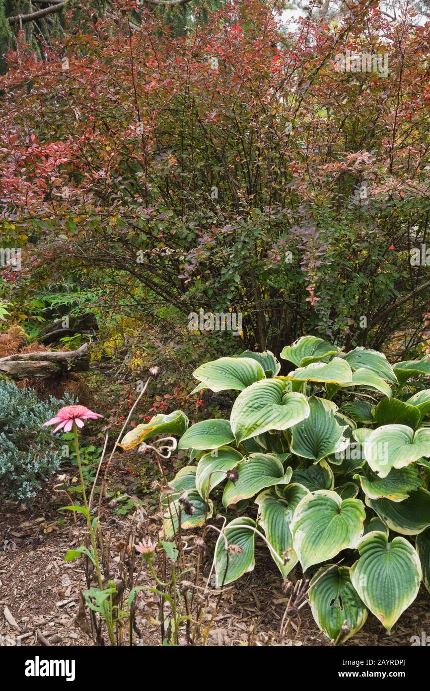 Hosta fortunei 'Francee' and Berberis thunbergii 'Rose Glow' - Barberry shrub in backyard garden in autumn Stock Photo