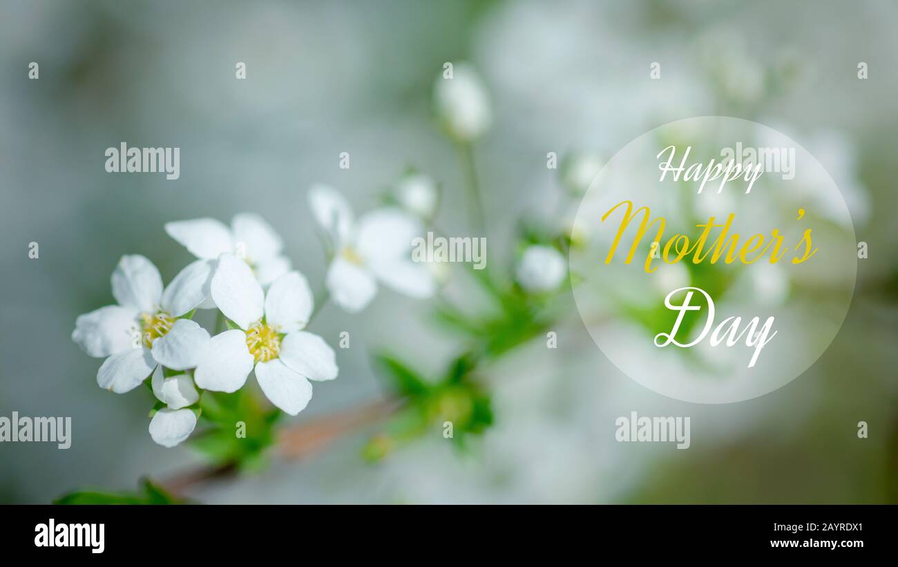 Text HAPPY MOTHER DAY Cerasus besseyi L.H.Bailey Lunell white small flowers on branches. Dwarf cherry blossoms in spring. The background for spring sc Stock Photo
