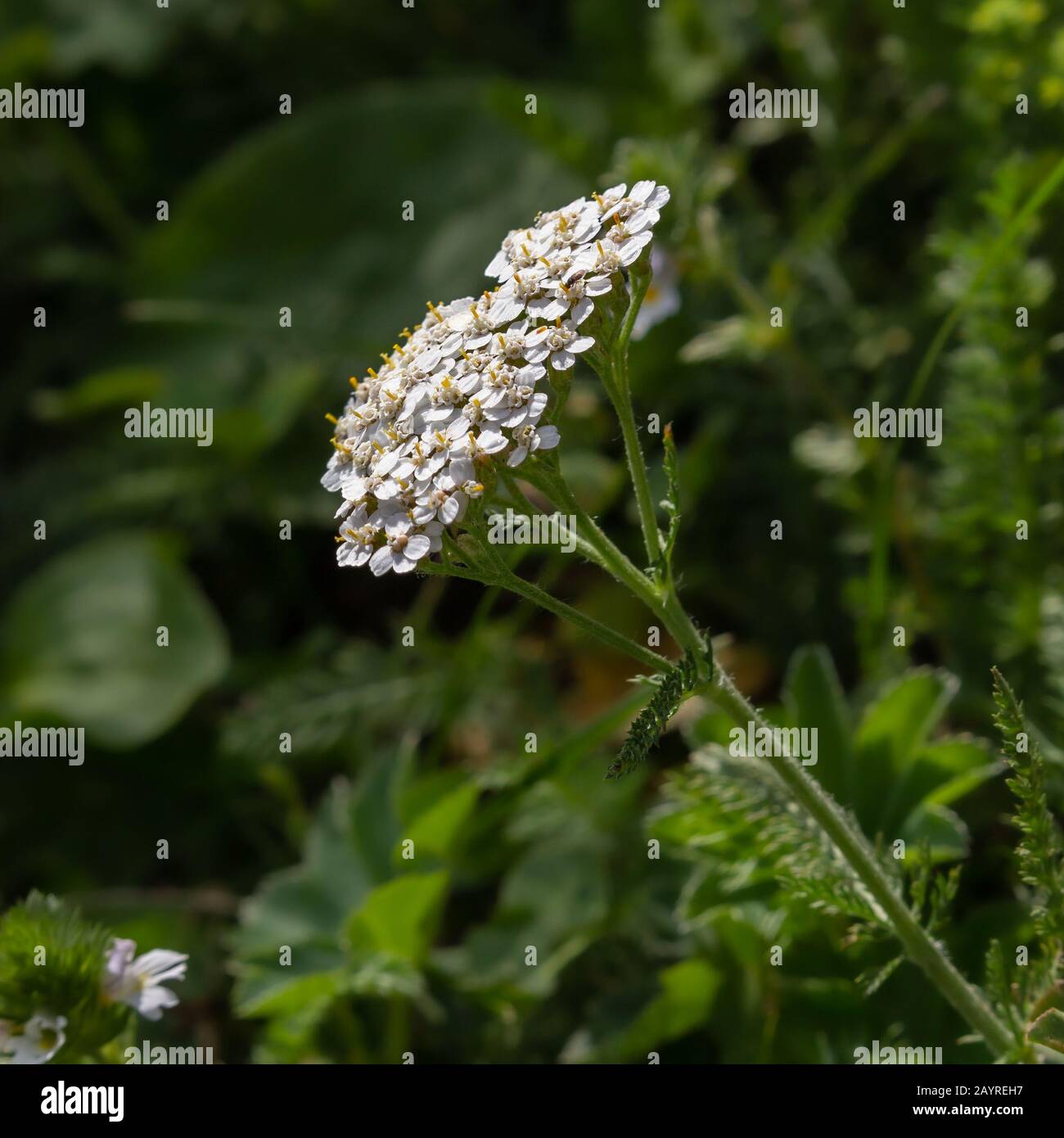 Alpine flower Achillea Millefolium (Common yarrow) at 1700 m. of altitude. Stock Photo