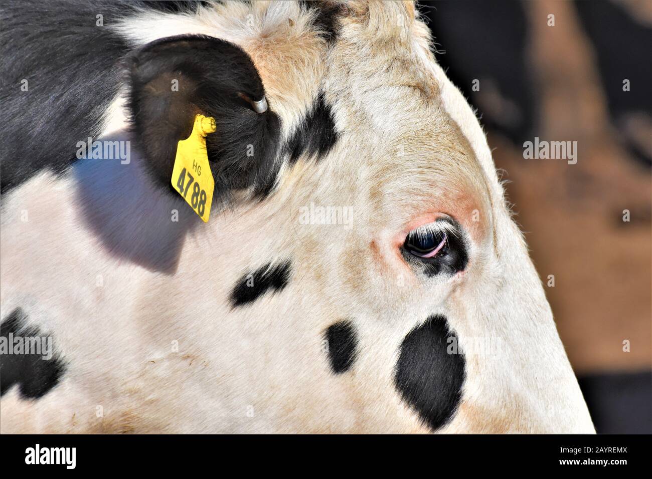 Cattle ranch in Central California Dairy and beef meat ranches with ear tags for identification in pens not free roaming grass feeding but with hay Stock Photo