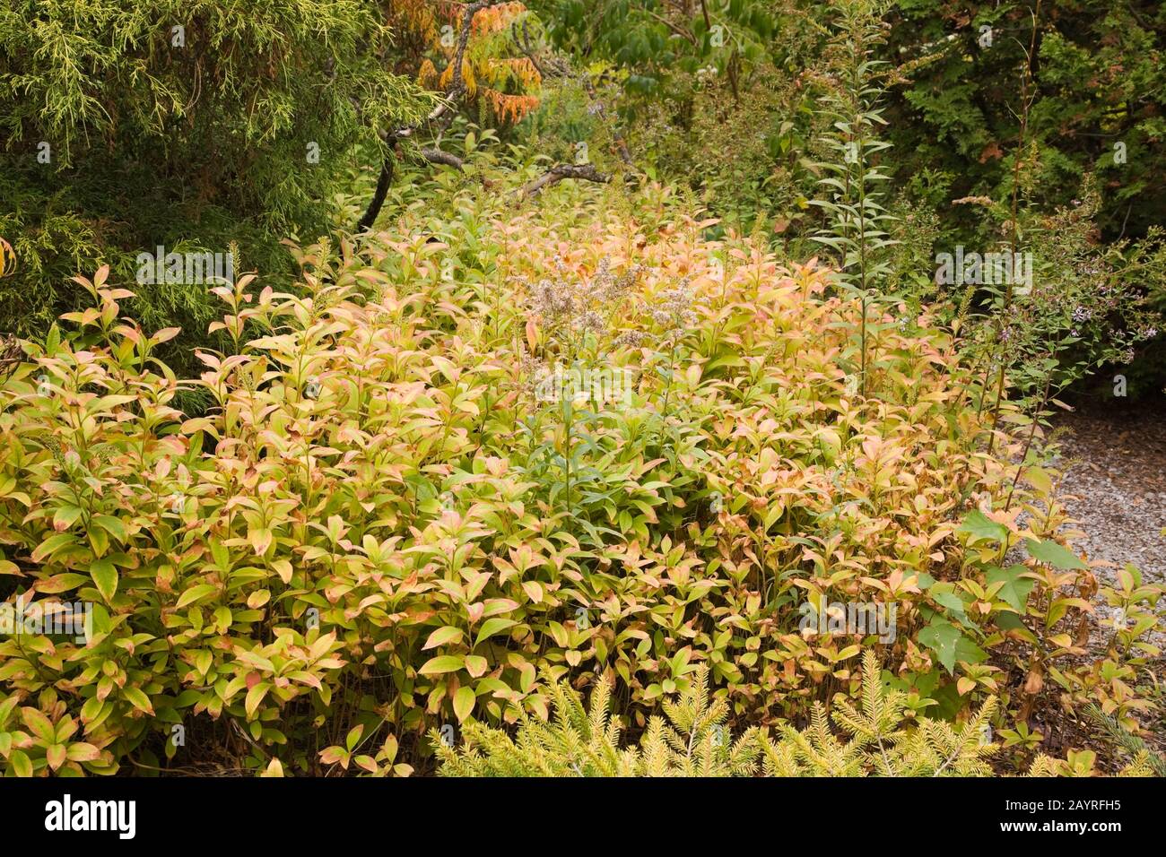 Lysimachia clethroides - Gooseneck Loosestrife shrubs in backyard garden in autumn. Stock Photo