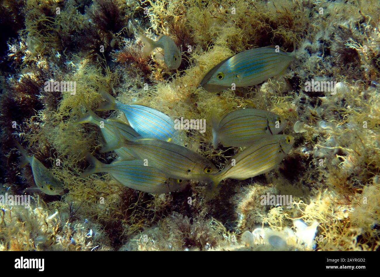 Salema porgy saltwater dreamfish - Sarpa salpa Stock Photo