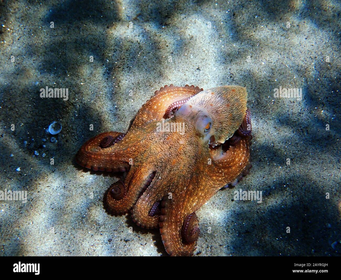 Common Mediterranean octopus Octopus vulgaris Stock Photo Alamy