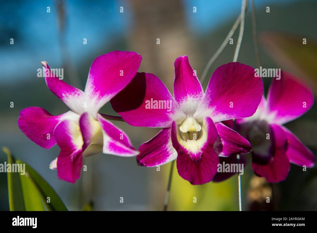 A cattleya orchid flowering in a garden in the UNESCO world heritage town of Luang Prabang in Central Laos. Stock Photo