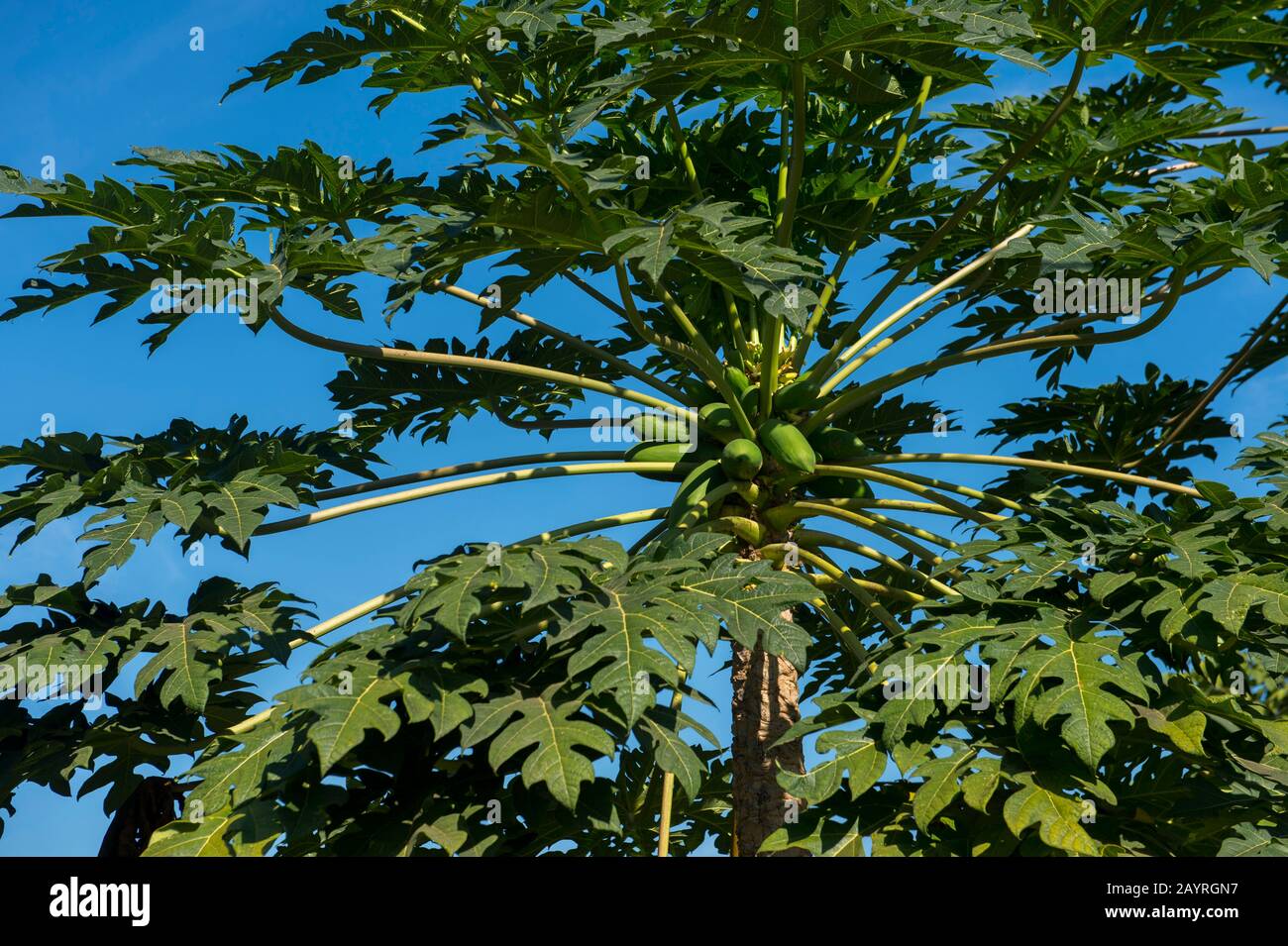 A papaya plant in a garden in the UNESCO world heritage town of Luang ...