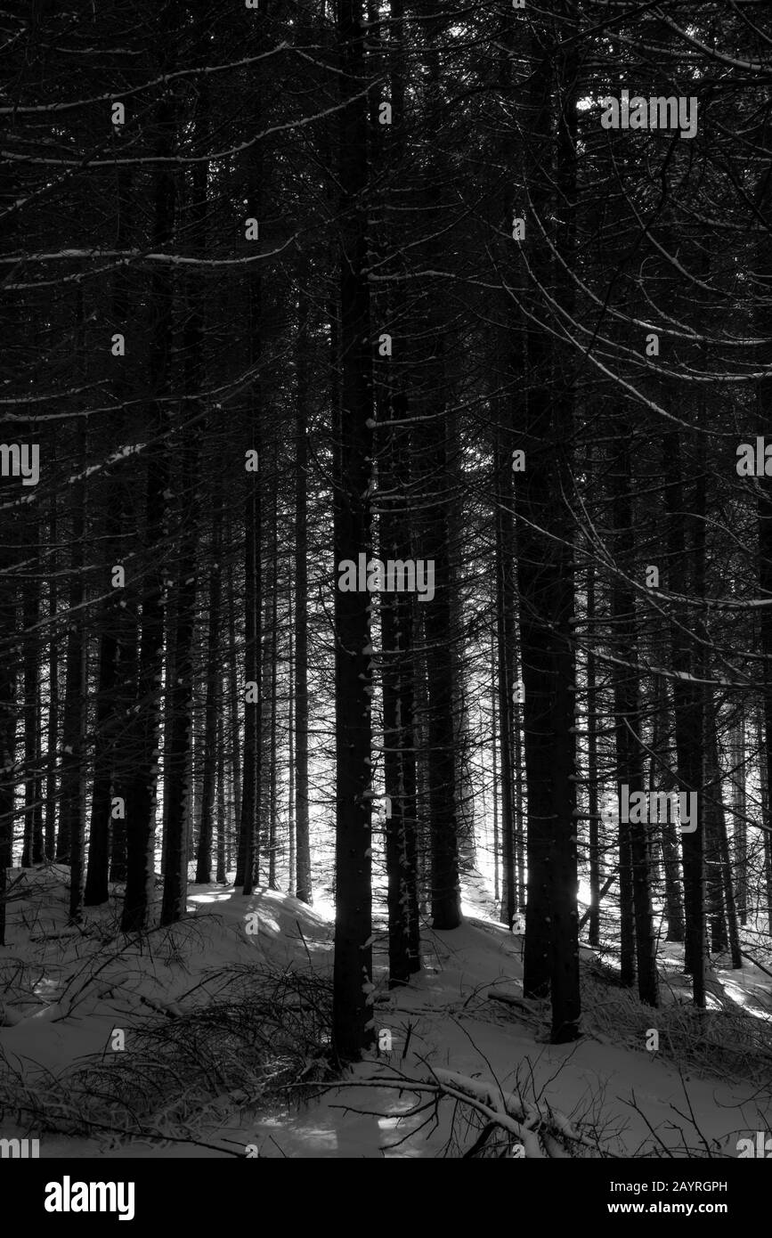 Panorama winter forest trees Black and White Stock Photos & Images - Alamy