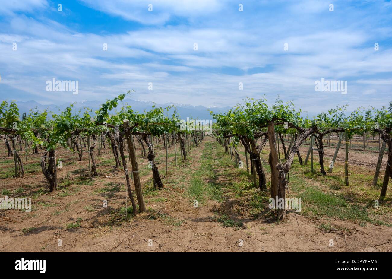 Symmetrical composition of vineyard with mountain in the background. This picture was taken in spring in Uco Valley, Mendoza, Argentina. Uco Valley is Stock Photo