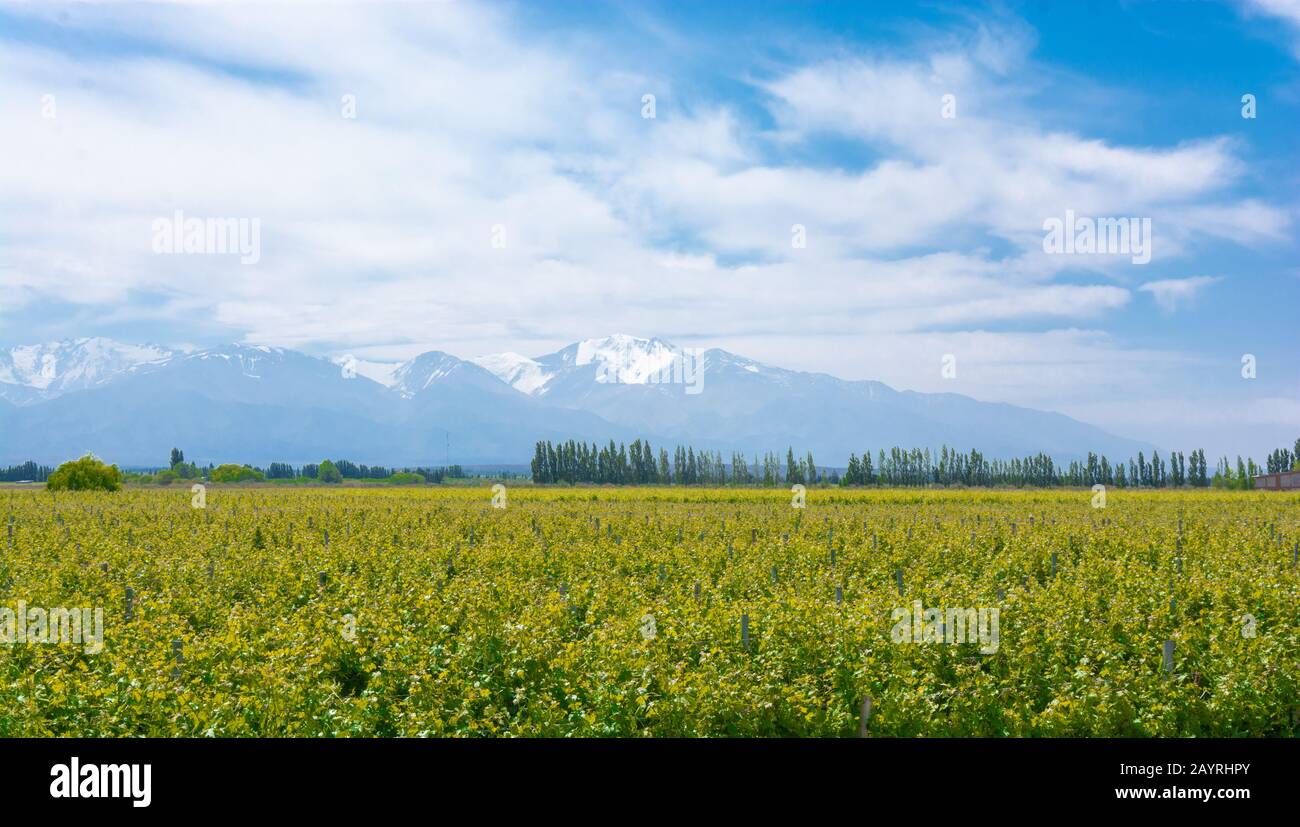 Beautiful vineyard scenery with snowy peaks mountains in the background. Spring season in Uco Valley, Mendoza, Argentina Stock Photo