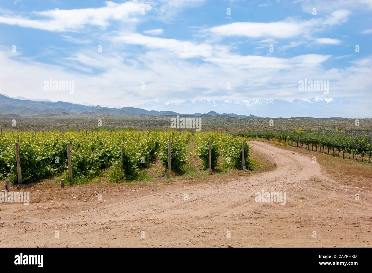 Picturesque rural scenery of vineyard with  snowy peaks mountains in the background. Spring season in Uco Valley, Mendoza, Argentina Stock Photo