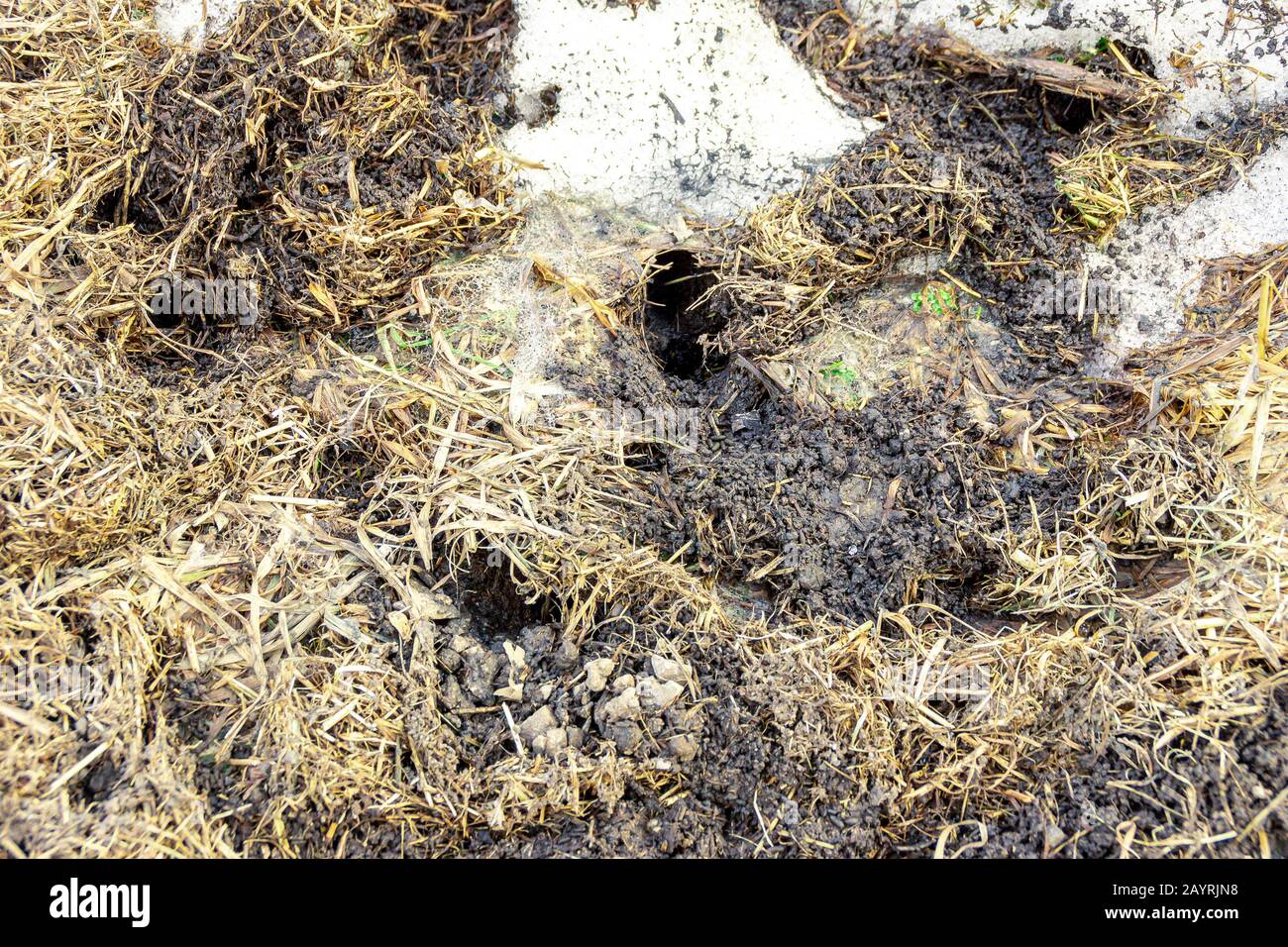 warm winter house of rodents laid out with old grass in a partially melted snowdrift, warming of housing for the winter, selective focus Stock Photo