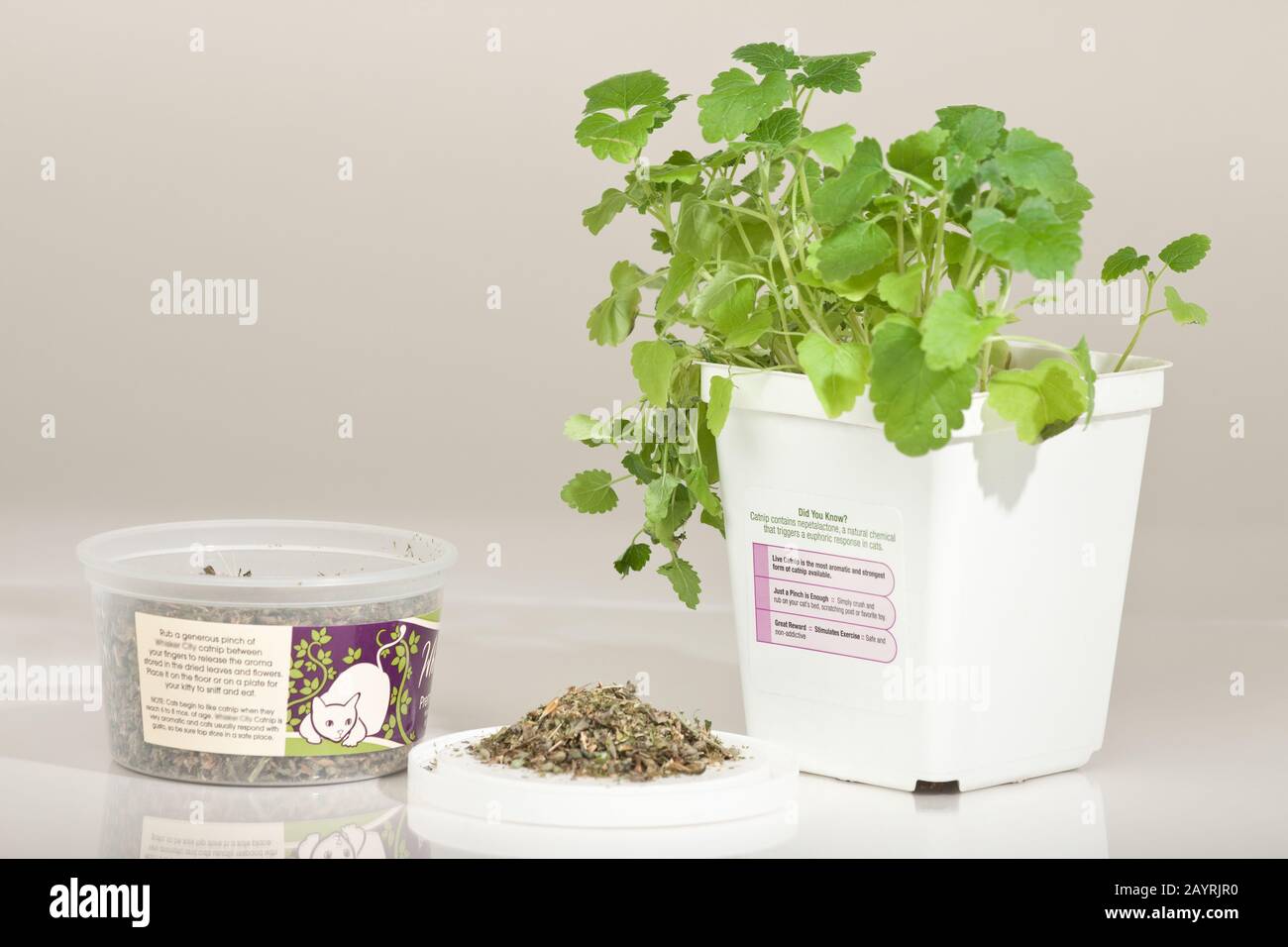 Live plant of and dried catnip. Catnip can be used as the basis of a