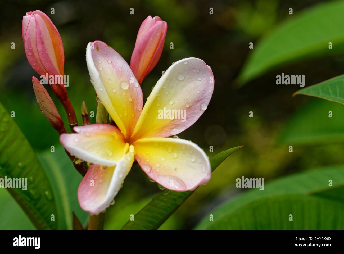 The frangrant frangipani is a genus of flowering plants in the family Apocynaceae Stock Photo