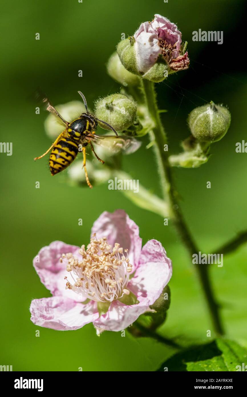 Sandhills Hornet flying above blackberry blossoms, after sipping the blackberry nectar, in western Washington, USA Stock Photo