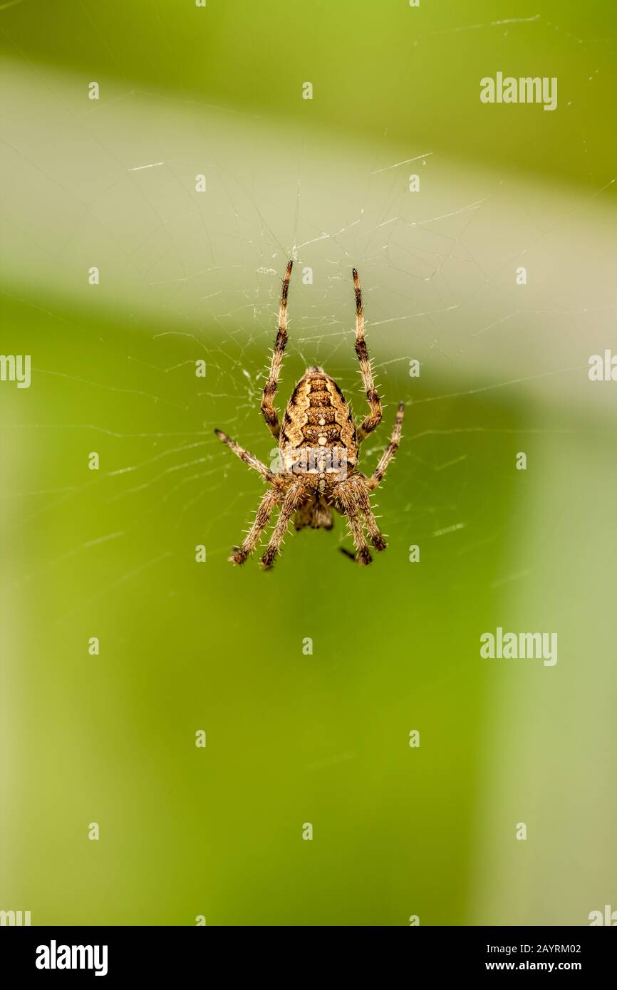 Issaquah, Washington, USA.  Cross spider (Araneus diadematus) on its web in a garden. Stock Photo