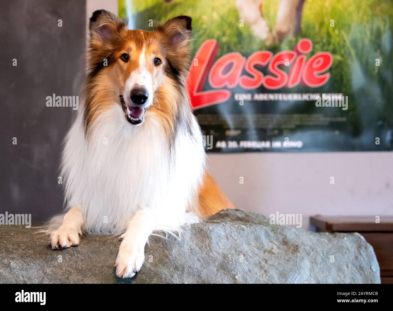 546 Lassie Film Stock Photos, High-Res Pictures, and Images