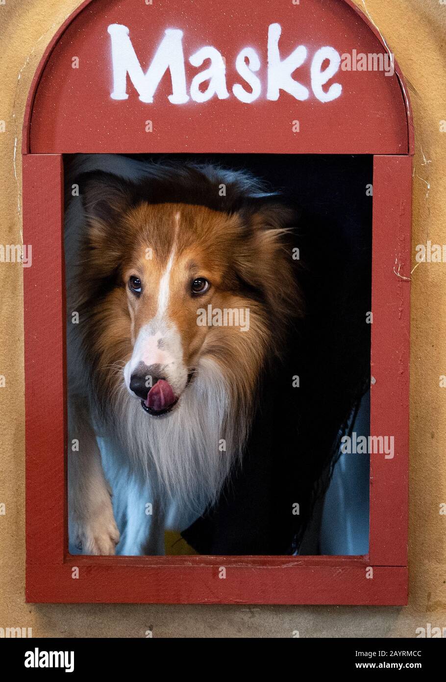 Lassie movie 2020 hi-res stock photography and images - Alamy