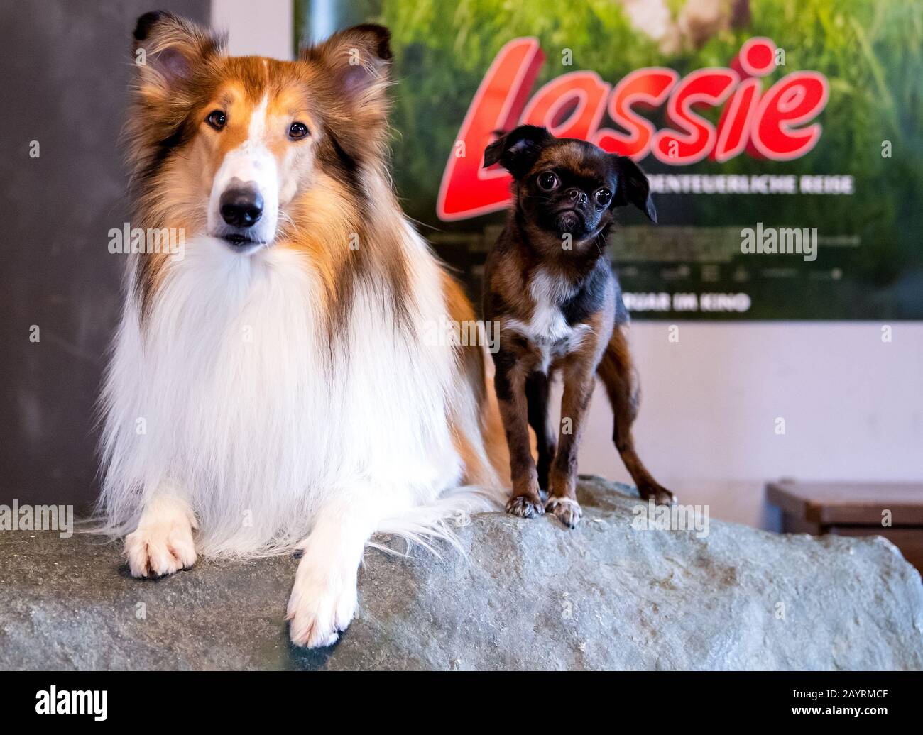 Wang, Germany. 29th Jan, 2020. The film dogs Bandit (l) and Mokka recorded  at the Film Animal Ranch. Bandit plays in the movie "Lassie - an  adventurous journey" Lassie, Mokka plays Toots.