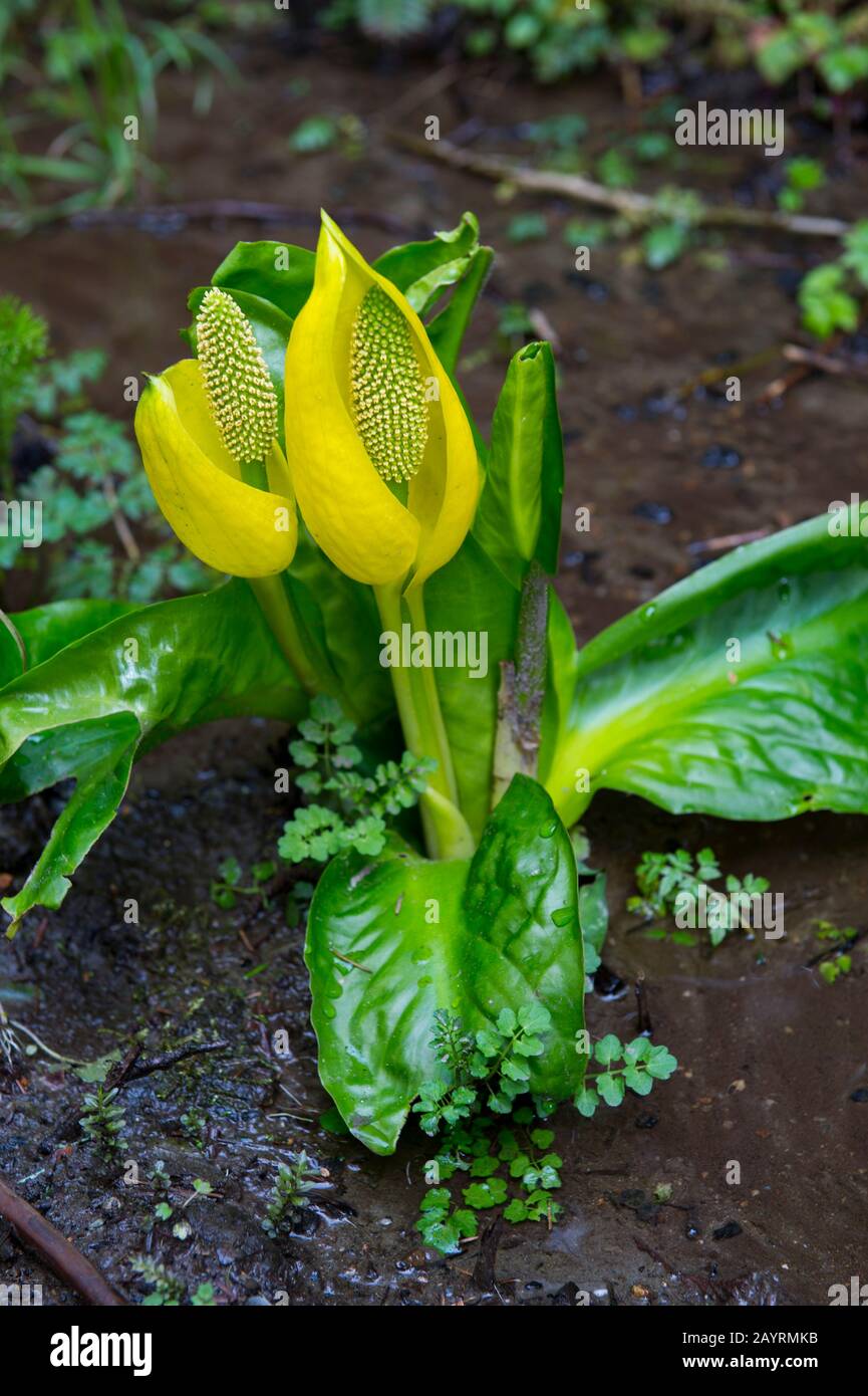 Lysichiton americanus, also called western skunk cabbage, yellow skunk cabbage, American skunk-cabbage or swamp lantern, is a plant found in swamps an Stock Photo