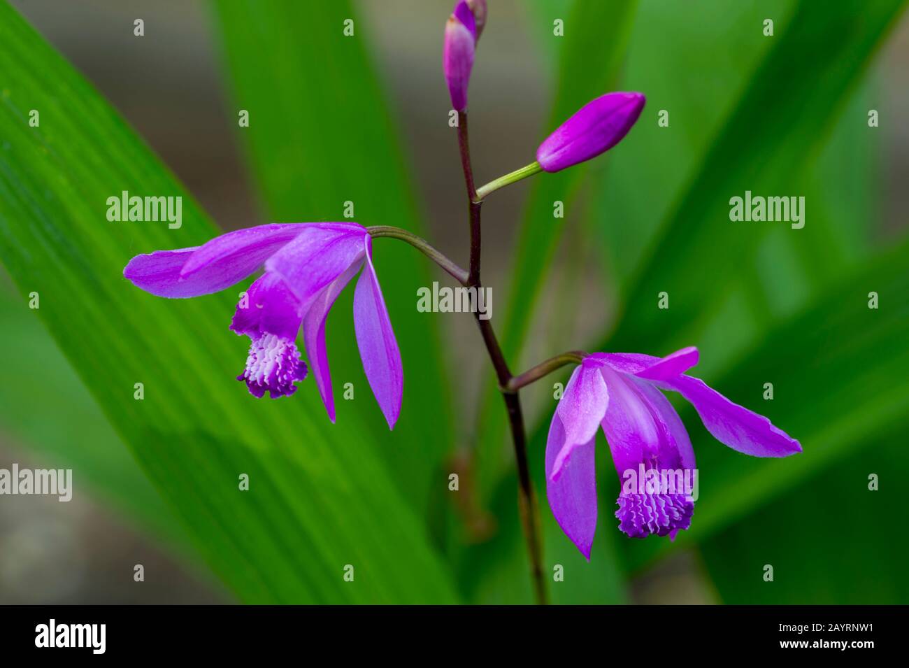 An urn orchid (Bletilla striata) original from China flowering in May in a Kirkland garden in Washington State, USA. Stock Photo