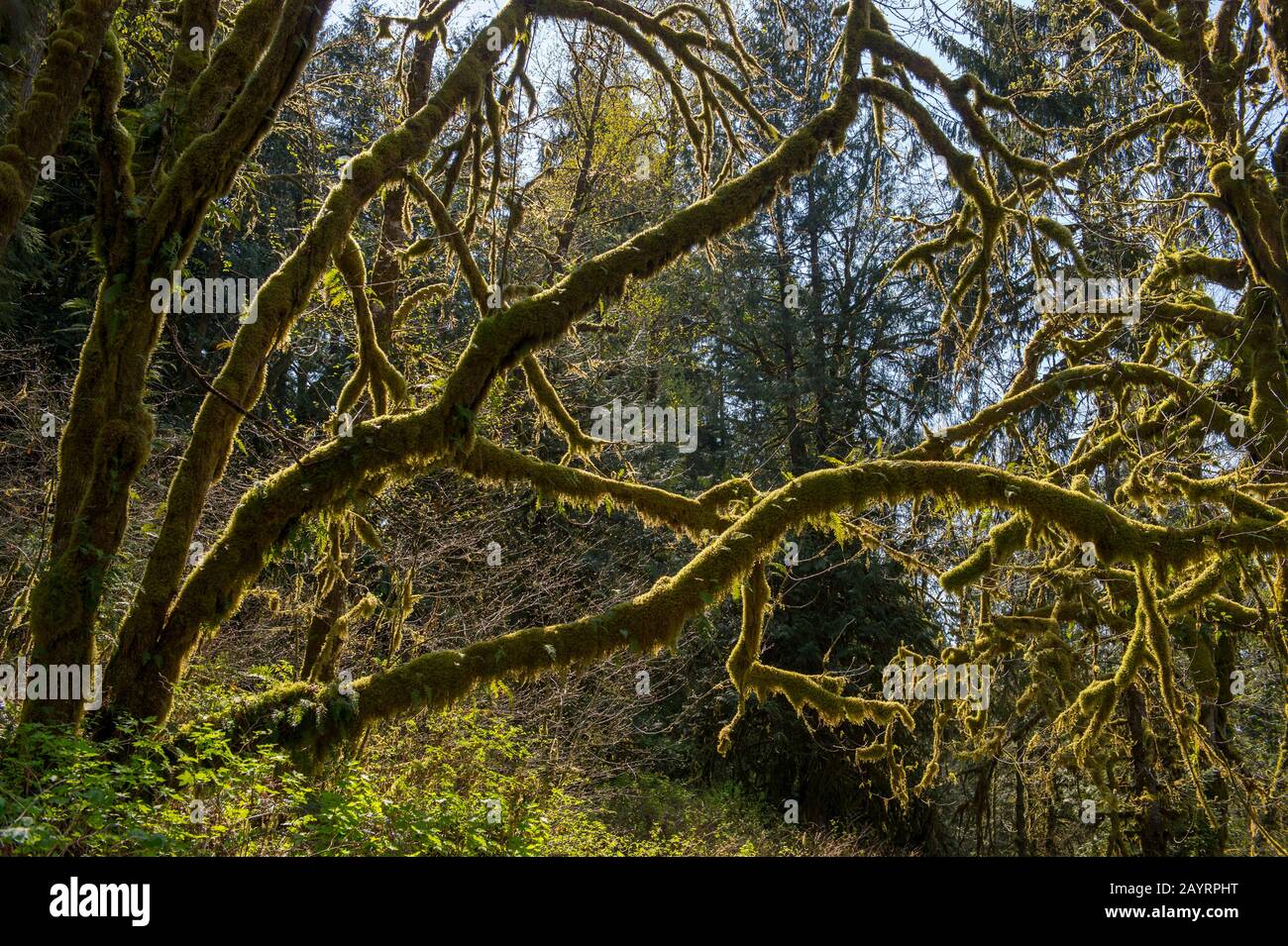 Tree overgrown with moss along the Lime Kiln Trail near Granite Falls