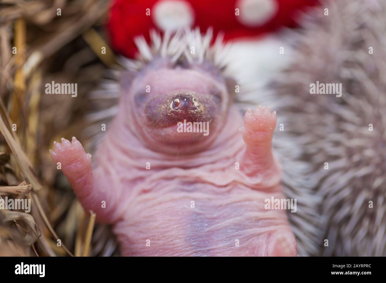 Grass nest and hedgehog. Hedgehog baby in the nest Stock Photo Alamy
