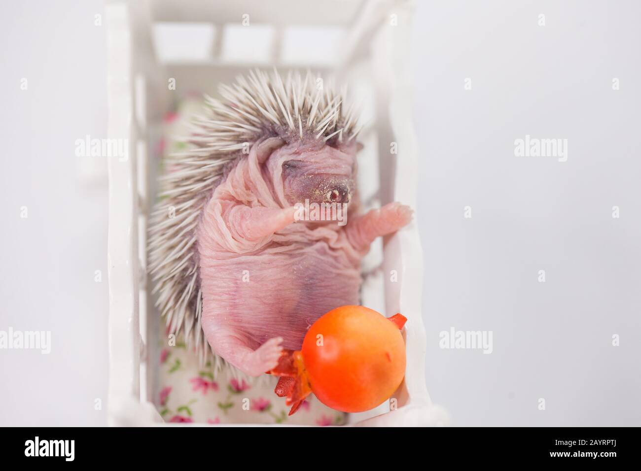 Cradle and hedgehog. Hedgehog kid in a wooden trowel sleeps upside down