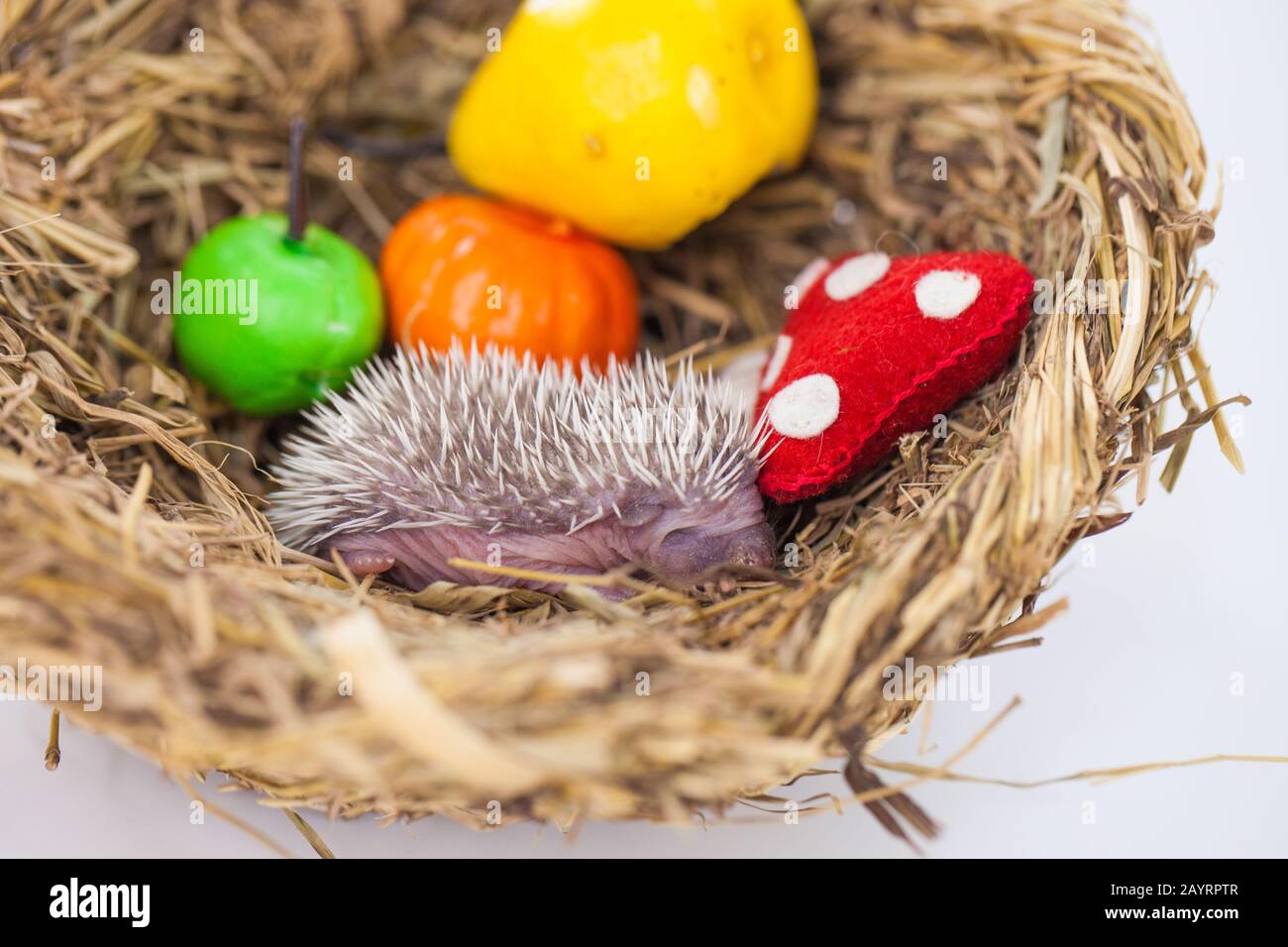 Grass nest and hedgehog. Hedgehog baby in the nest Stock Photo Alamy