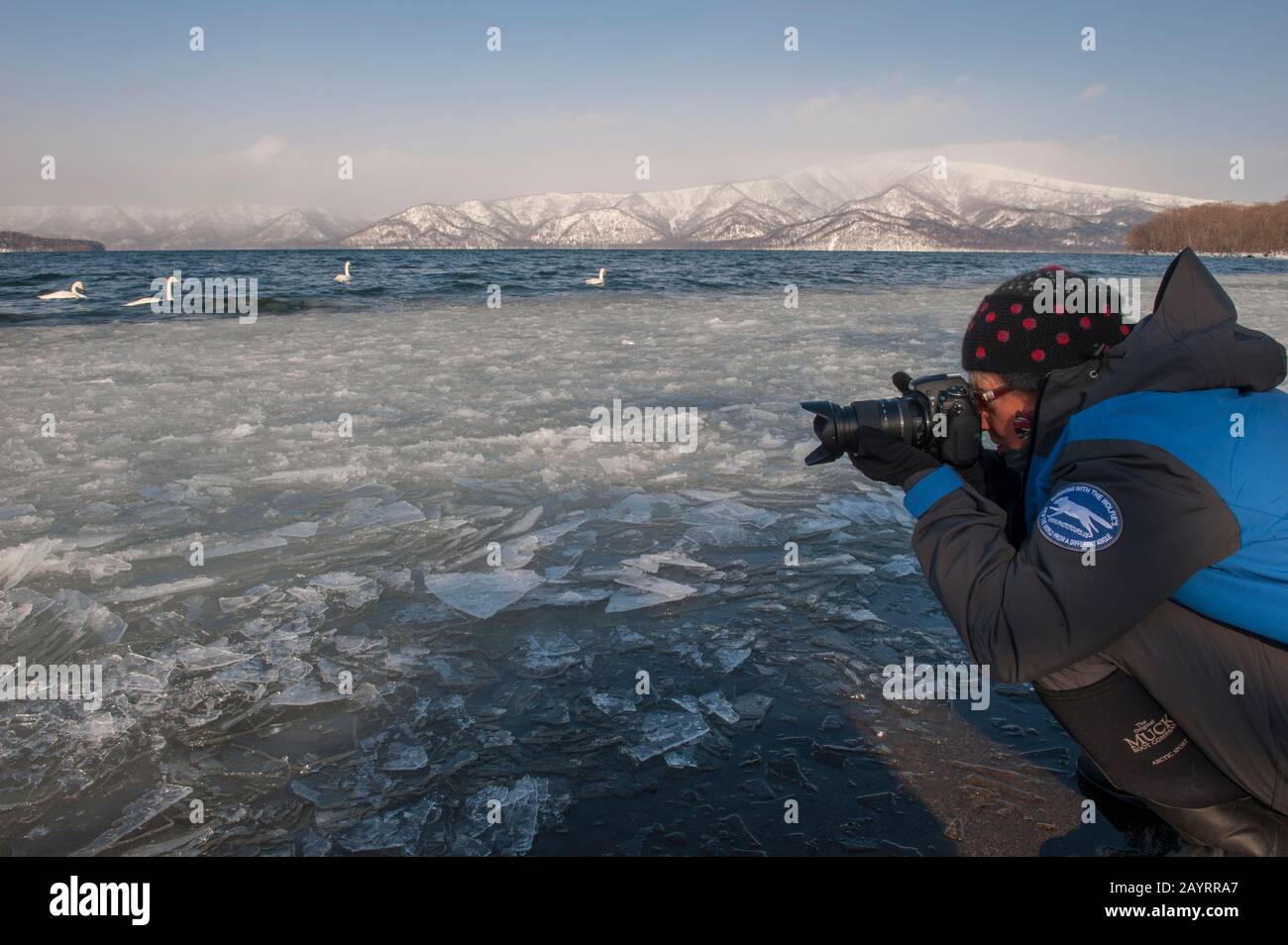A tourist is photographing Whooper swans (Cygnus cygnus) along the shore of Lake Kussharo, which is a caldera lake in Akan National Park, eastern Hokk Stock Photo