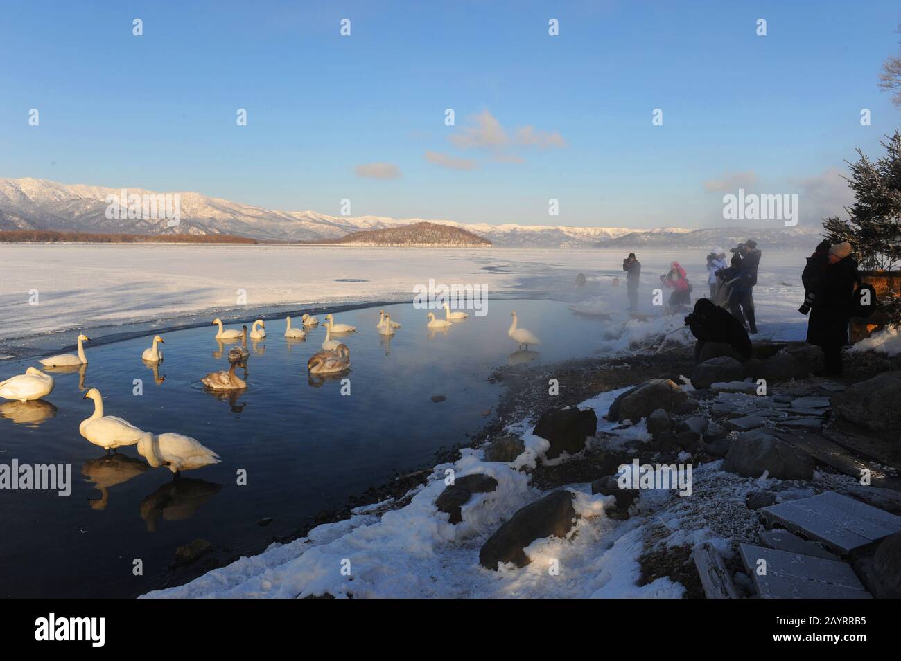 People photographing Whooper swans (Cygnus cygnus) at the hot springs area of Lake Kussharo, which is a caldera lake in Akan National Park, eastern Ho Stock Photo