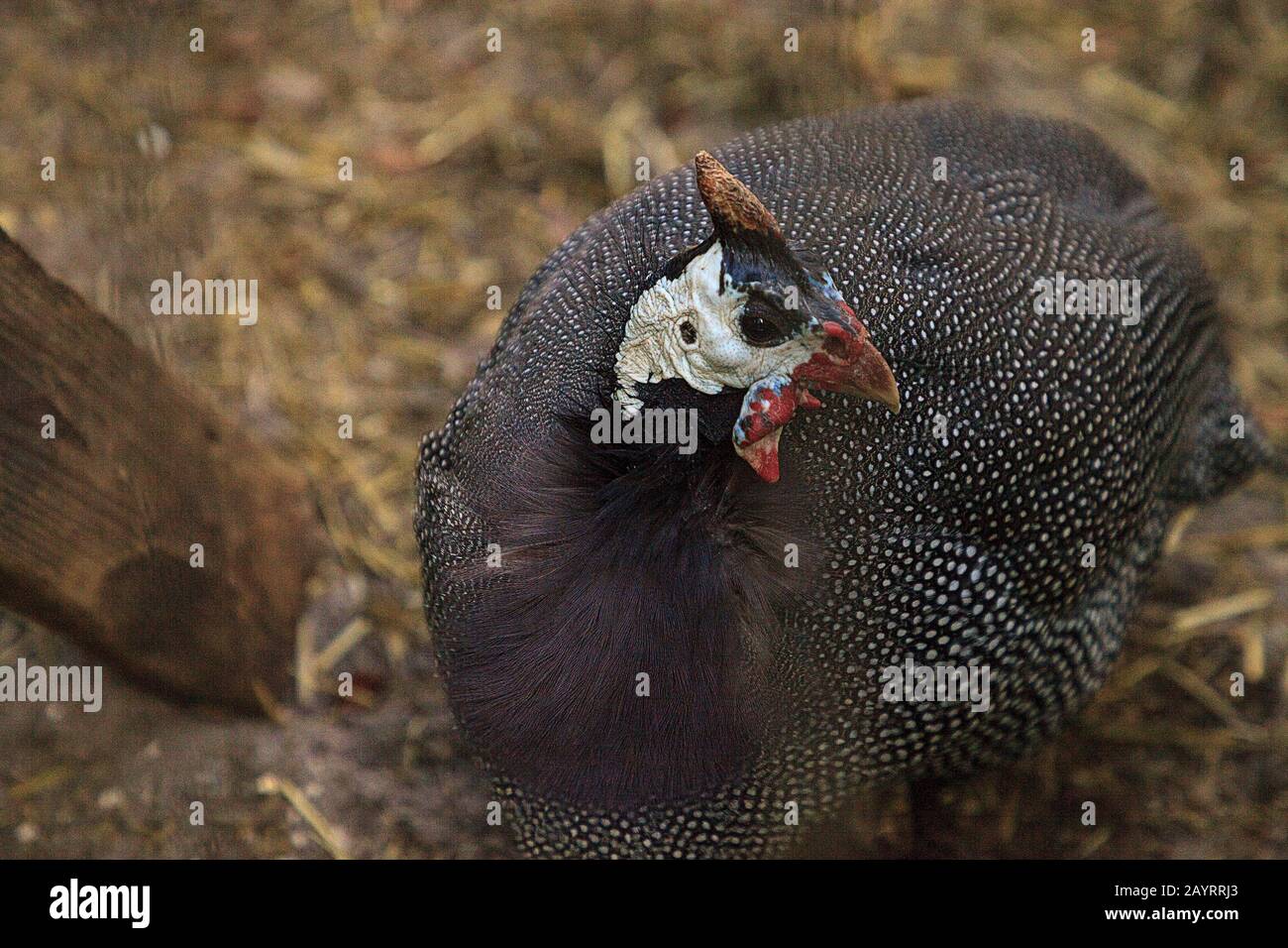 Female Helmeted Guineafowl bird Numida meleagris is found in South Africa and Uganda. Stock Photo