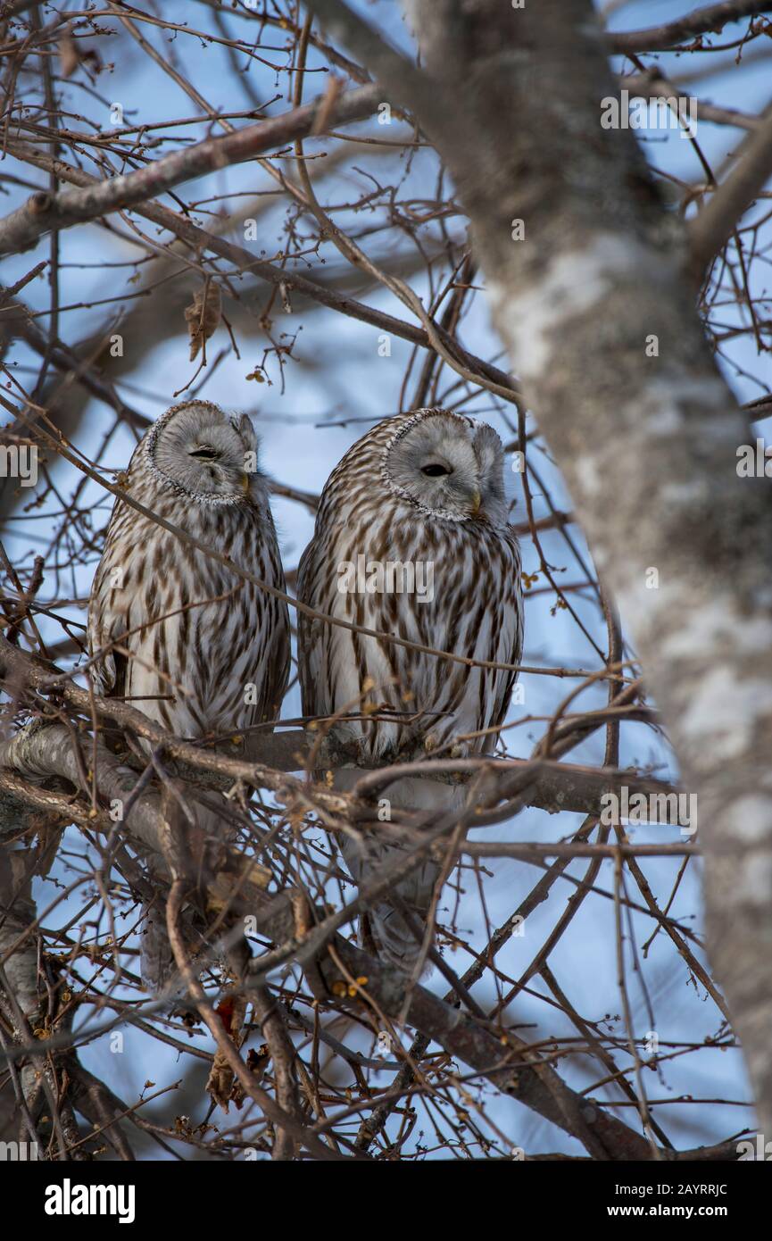 Ural owl hokkaido hires stock photography and images Alamy