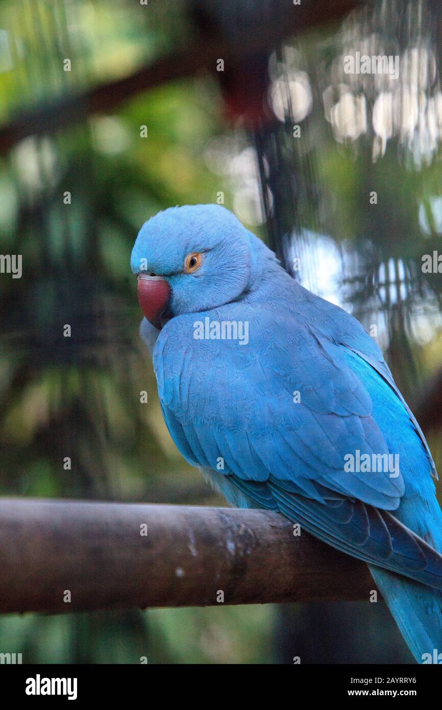 Indian outlet ringneck parakeet