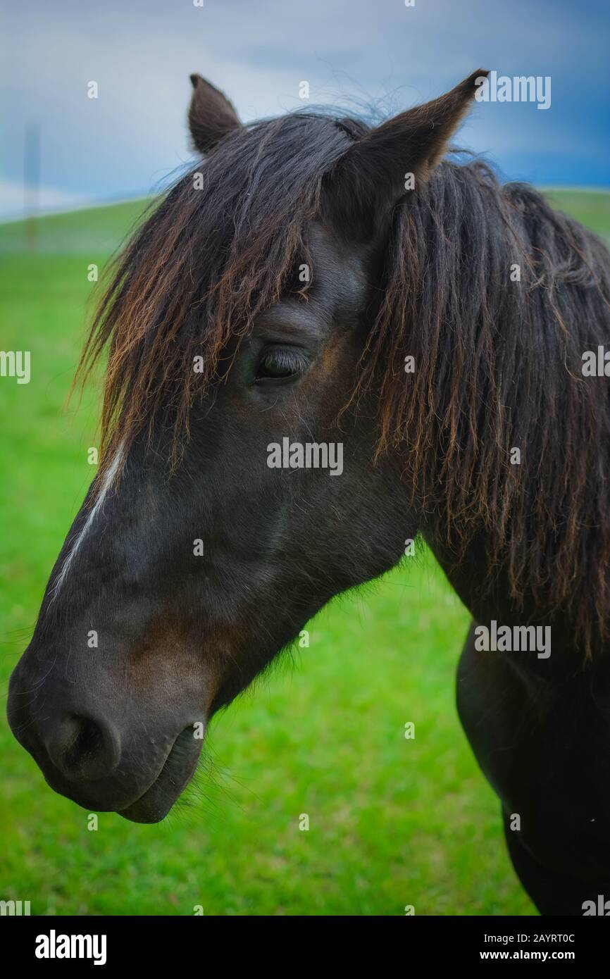 Horses & Cows Stock Photo Alamy