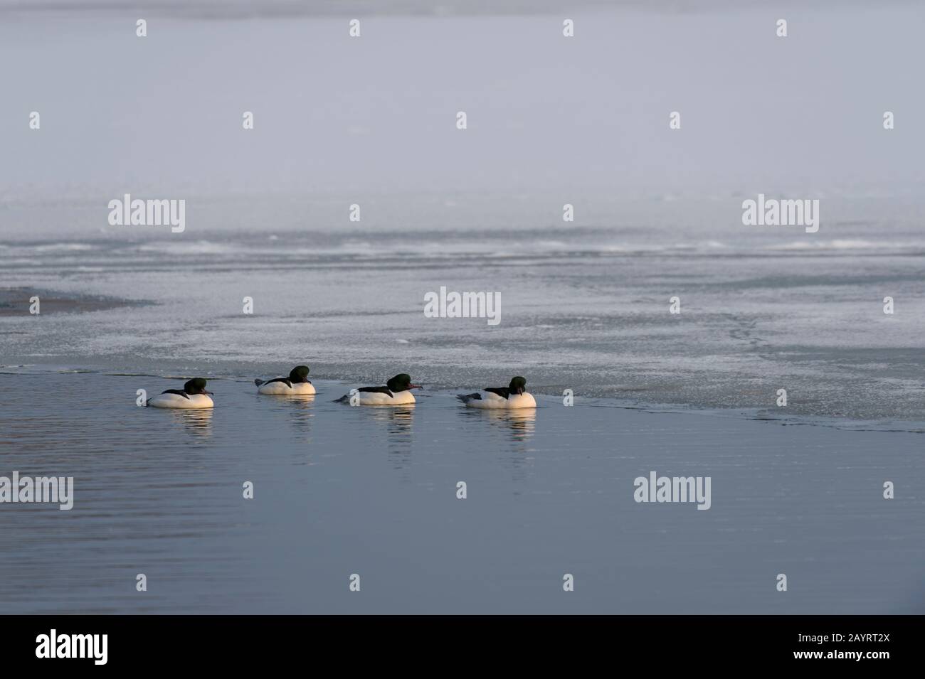 Hokkaido duck swimming hi-res stock photography and images - Alamy, image size:1300x955