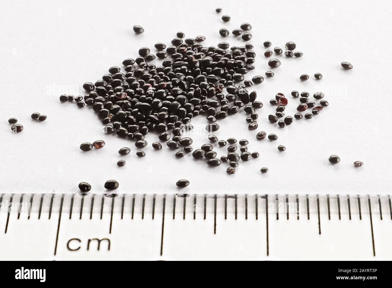 Tiny black lithops seeds against a ruler Stock Photo