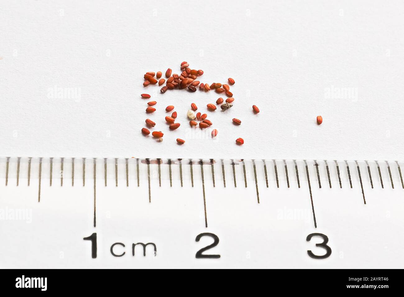 Tiny brown lithops seeds against a ruler Stock Photo