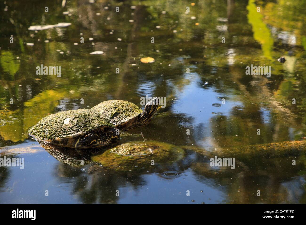 Peninsula cooter turtle Pseudemys peninsularis in a pond in Bonita Springs, Florida Stock Photo