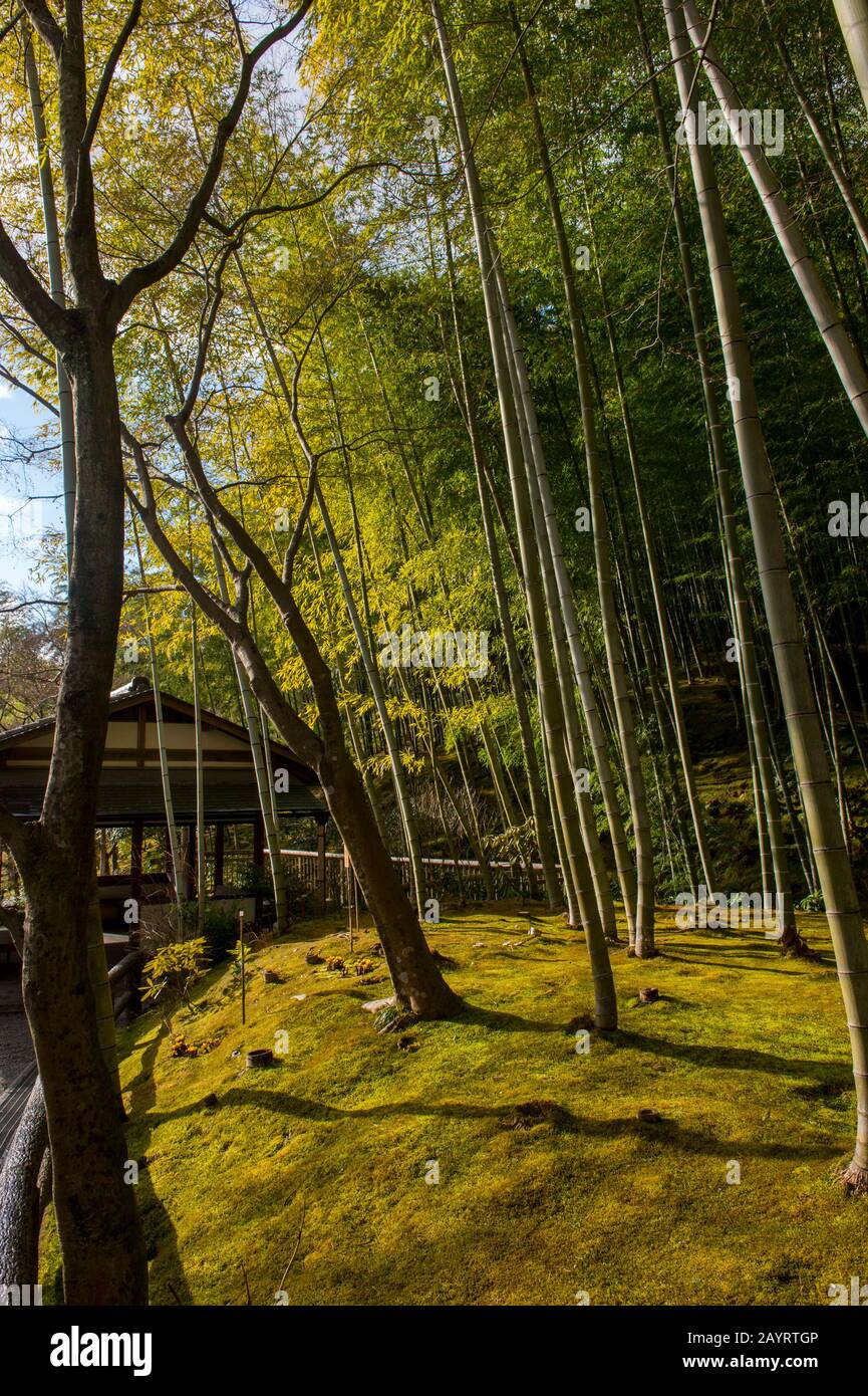 The bamboo grove (Moso bamboo) at the Tenryuji Temple (UNESCO World