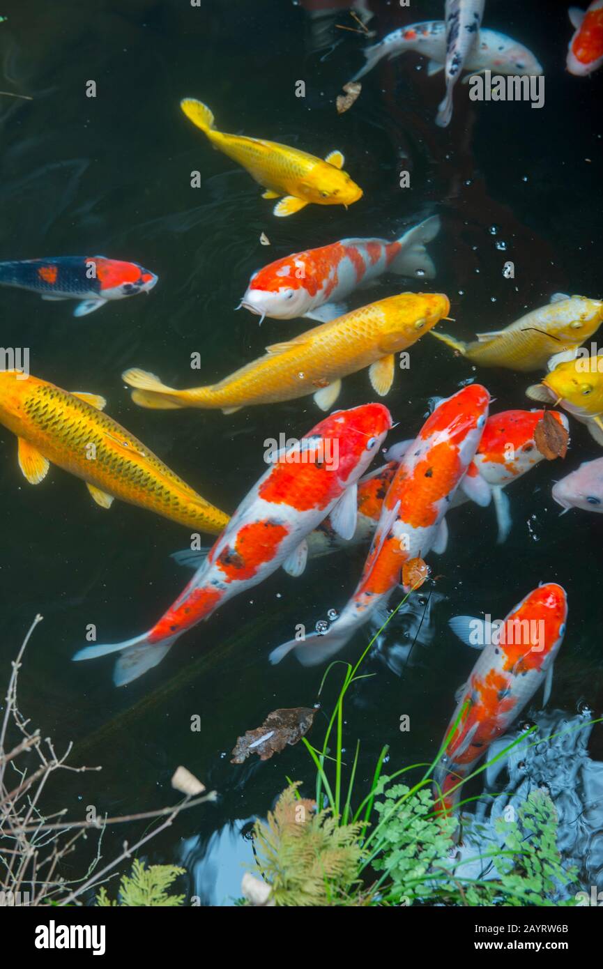 Koi swimming in the pond of the Zeniarai Benzaiten Ugafuku Shrine, popularly known simply as Zeniarai Benten, is a Shinto shrine in Kamakura, Kanagawa Stock Photo