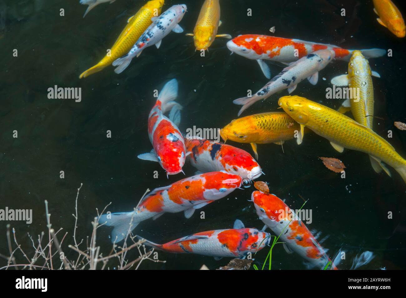 Koi swimming in the pond of the Zeniarai Benzaiten Ugafuku Shrine, popularly known simply as Zeniarai Benten, is a Shinto shrine in Kamakura, Kanagawa Stock Photo