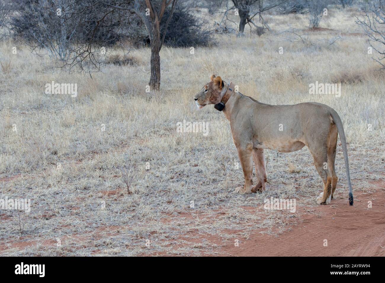 A lioness (Panthera leo) with a tracking collar in the Samburu National Reserve in Kenya. Stock Photo