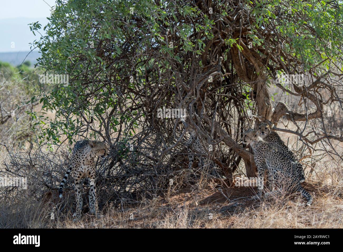 Cheetahs (Acinonyx jubatus) in the shade of a bush during the heat of the day in the Samburu National Reserve in Kenya. Stock Photo