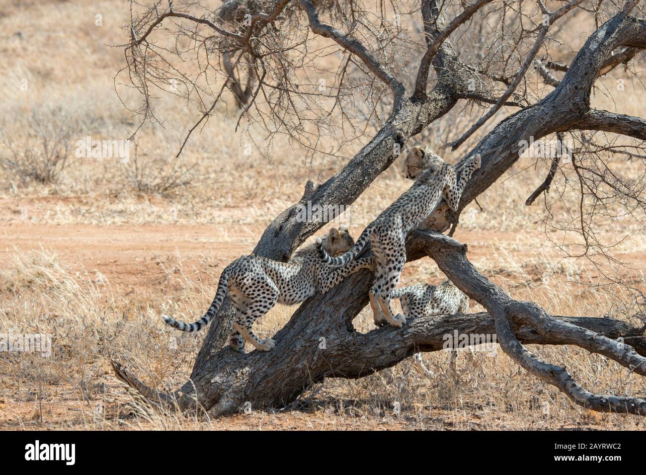 Cheetah (Acinonyx jubatus) cubs climbing a tree in the Samburu National Reserve in Kenya. Stock Photo
